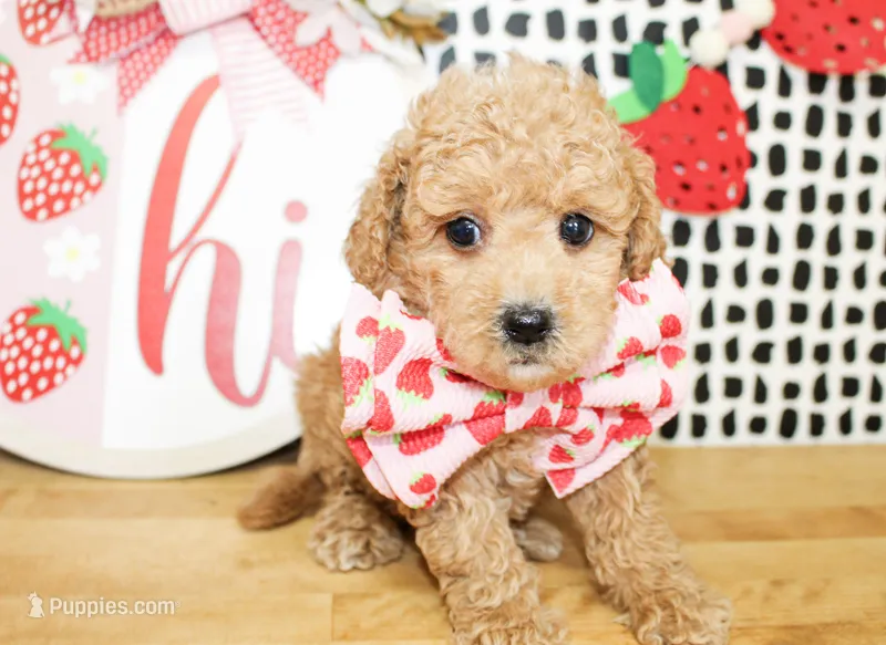Cooper – Miniature Goldendoodle puppy for sale in Paris, TX