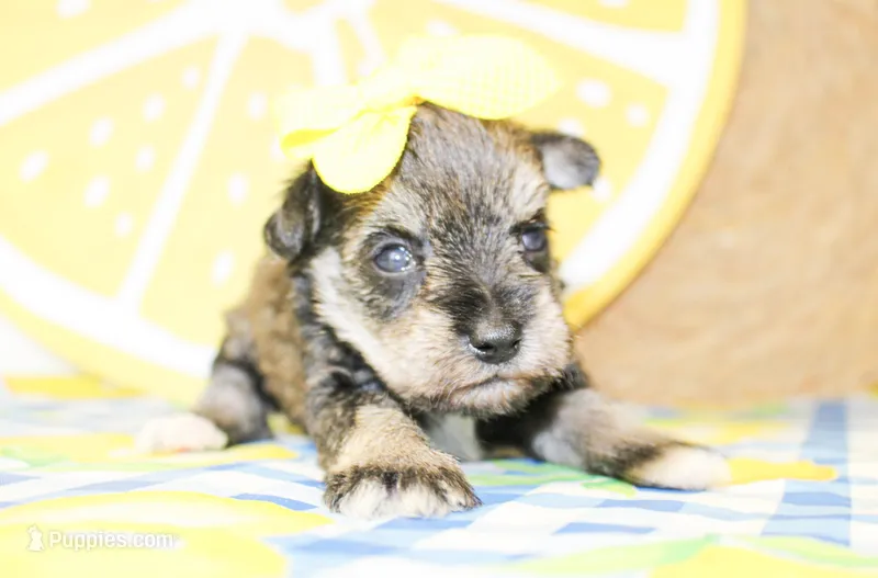 Gracie – Miniature Schnauzer puppy for sale in Paris, TX