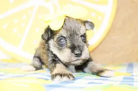 Gracie, a female Miniature Schnauzer for sale in Paris, TX – 1 of 4