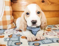 Duke, a male Basset Hound for sale in Paris, TX – Photo 1 of 7