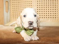 Duke, a male Basset Hound for sale in Paris, TX – Photo 6 of 7