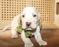 Duke, a male Basset Hound for sale in Paris, TX – Photo 7 of 7