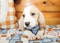 Duke, a male Basset Hound for sale in Paris, TX – Photo 2 of 7