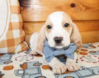 Duke, a male Basset Hound for sale in Paris, TX – Photo 4 of 7
