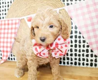 Finn, a male Miniature Goldendoodle for sale in Paris, TX – 2 of 4