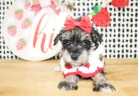 Gracie, a female Miniature Schnauzer for sale in Paris, TX – 4 of 4