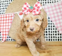 Anna, a female Miniature Goldendoodle for sale in Paris, TX – 2 of 4