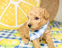Cooper, a male Miniature Goldendoodle for sale in Paris, TX – 5 of 5