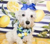 Dixie, a female Miniature Schnauzer for sale in Paris, TX – 5 of 5