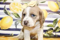 Sandy, a female Basset Hound for sale in Paris, TX – 4 of 4