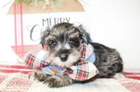 Rover, a male Miniature Schnauzer for sale in Paris, TX – Photo 2 of 2