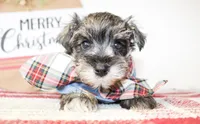 Rover, a male Miniature Schnauzer for sale in Paris, TX – Photo 1 of 2