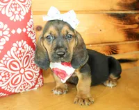 Sandy, a female Basset Hound for sale in Paris, TX – 2 of 4