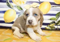 Sandy, a female Basset Hound for sale in Paris, TX – 2 of 4