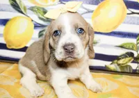 Sandy, a female Basset Hound for sale in Paris, TX – 3 of 4