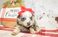 Diva, a female Pomeranian for sale in Paris, TX – Photo 2 of 2