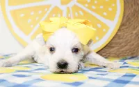 Dixie, a female Miniature Schnauzer for sale in Paris, TX – 2 of 4