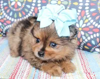 Lola, a female Pomeranian for sale in Paris, TX – Photo 2 of 3