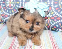 Lola, a female Pomeranian for sale in Paris, TX – Photo 1 of 3
