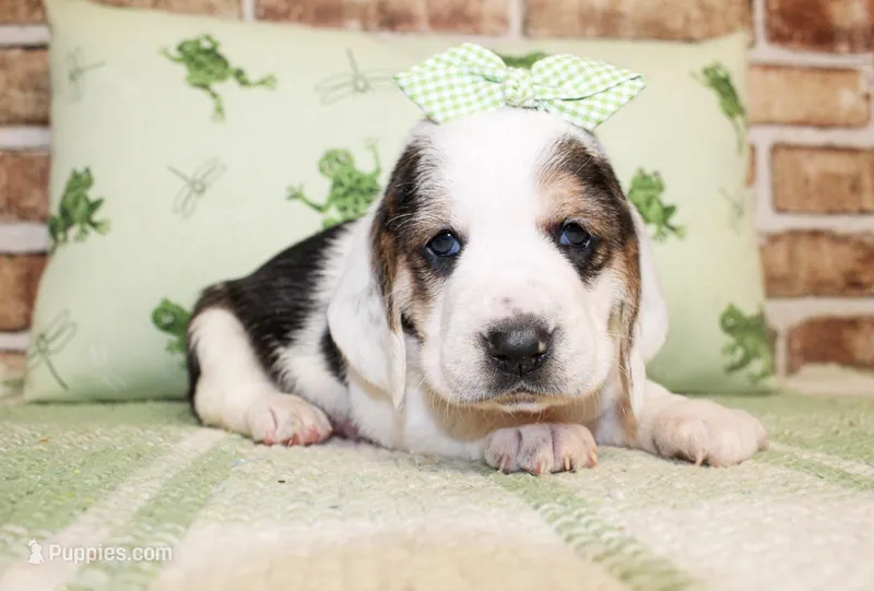 Emma – Basset Hound puppy for sale in Paris, TX