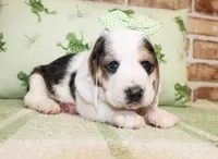 Emma, a female Basset Hound for sale in Paris, TX – Photo 2 of 4