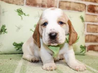 Beau, a male Basset Hound for sale in Paris, TX – Photo 2 of 4