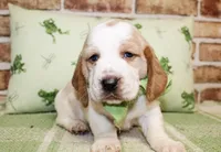 Beau, a male Basset Hound for sale in Paris, TX – Photo 3 of 4
