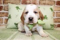 Beau, a male Basset Hound for sale in Paris, TX – Photo 4 of 4