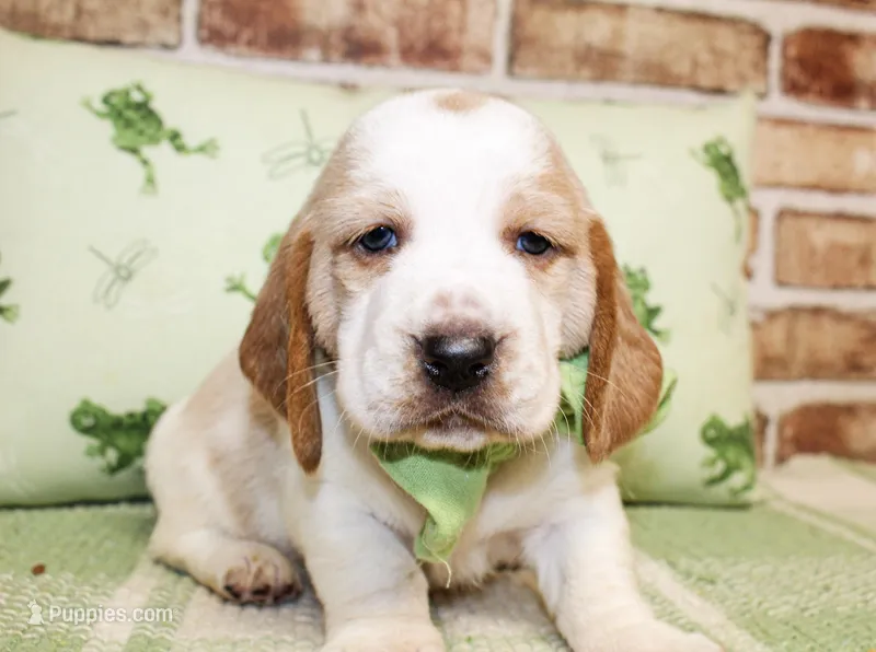 Beau – Basset Hound puppy for sale in Paris, TX