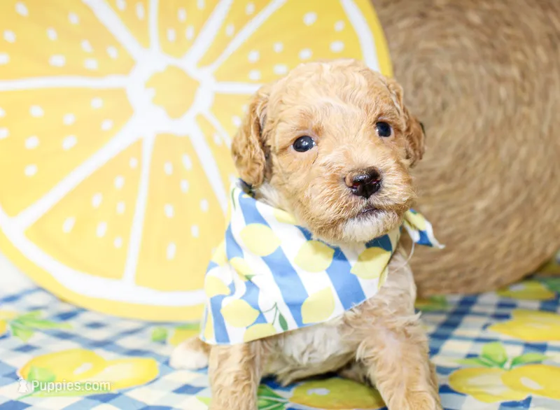 Charlie – Miniature Goldendoodle puppy for sale in Paris, TX