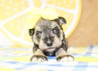 Gracie, a female Miniature Schnauzer for sale in Paris, TX – 3 of 4