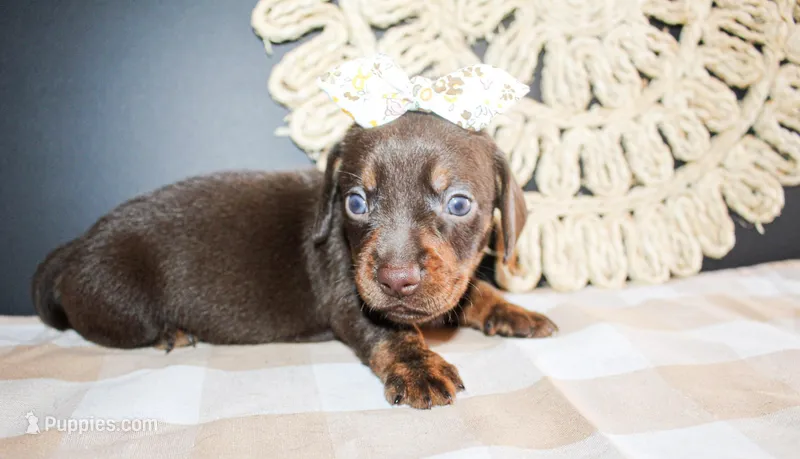 Betsy, a female Miniature Dachshund for sale in Paris, TX – Photo 1 of 4
