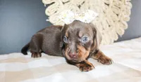 Betsy, a female Miniature Dachshund for sale in Paris, TX – Photo 2 of 4
