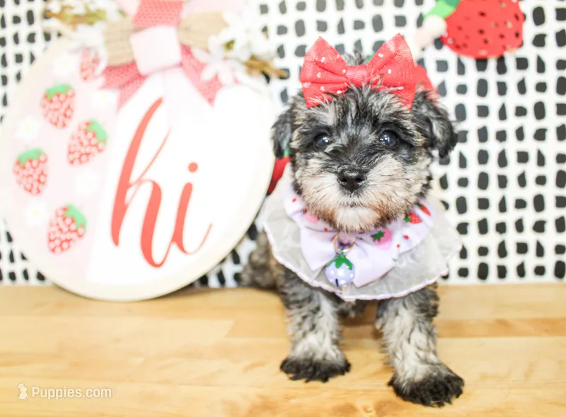 Darla – Miniature Schnauzer puppy for sale in Paris, TX