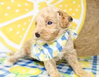 Charlie, a male Miniature Goldendoodle for sale in Paris, TX – 3 of 4