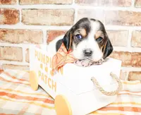 Beau, a male Basset Hound for sale in Paris, TX – Photo 1 of 4