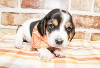 Beau, a male Basset Hound for sale in Paris, TX – Photo 3 of 4