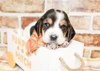 Beau, a male Basset Hound for sale in Paris, TX – Photo 2 of 4