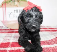 Alice, a female Miniature Labradoodle for sale in Paris, TX – Photo 2 of 4