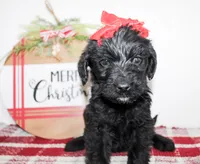 Alice, a female Miniature Labradoodle for sale in Paris, TX – Photo 1 of 4