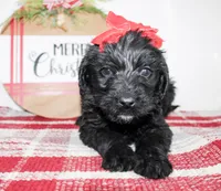 Alice, a female Miniature Labradoodle for sale in Paris, TX – Photo 3 of 4
