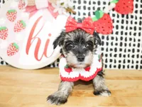 Gracie, a female Miniature Schnauzer for sale in Paris, TX – 3 of 4