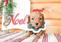 Merry, a female Miniature Goldendoodle for sale in Paris, TX – Photo 2 of 4