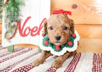 Merry, a female Miniature Goldendoodle for sale in Paris, TX – Photo 3 of 4