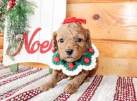 Merry, a female Miniature Goldendoodle for sale in Paris, TX – Photo 1 of 4