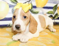 Tillie, a female Basset Hound for sale in Paris, TX – 2 of 3