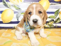Duke, a male Basset Hound for sale in Paris, TX – 3 of 3
