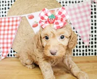 Anna, a female Miniature Goldendoodle for sale in Paris, TX – 3 of 4