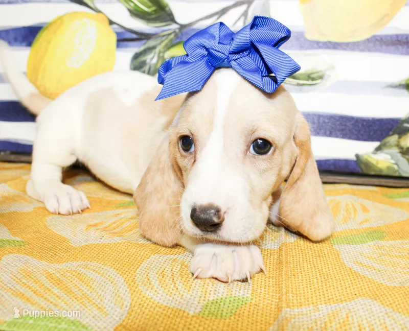Sassy – Basset Hound puppy for sale in Paris, TX