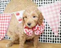 Finn, a male Miniature Goldendoodle for sale in Paris, TX – 4 of 4